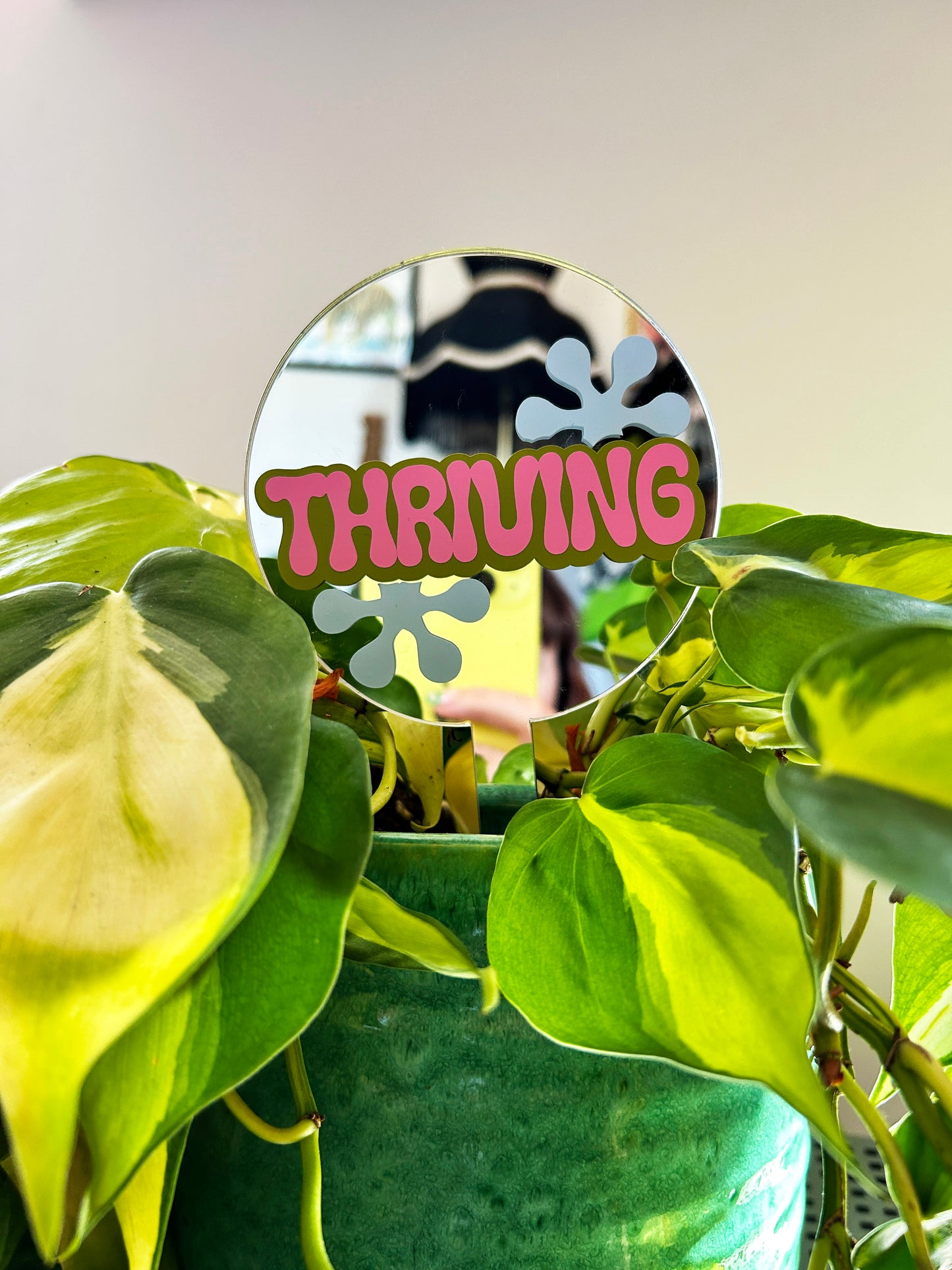 Thriving Mirror Plant Stick
