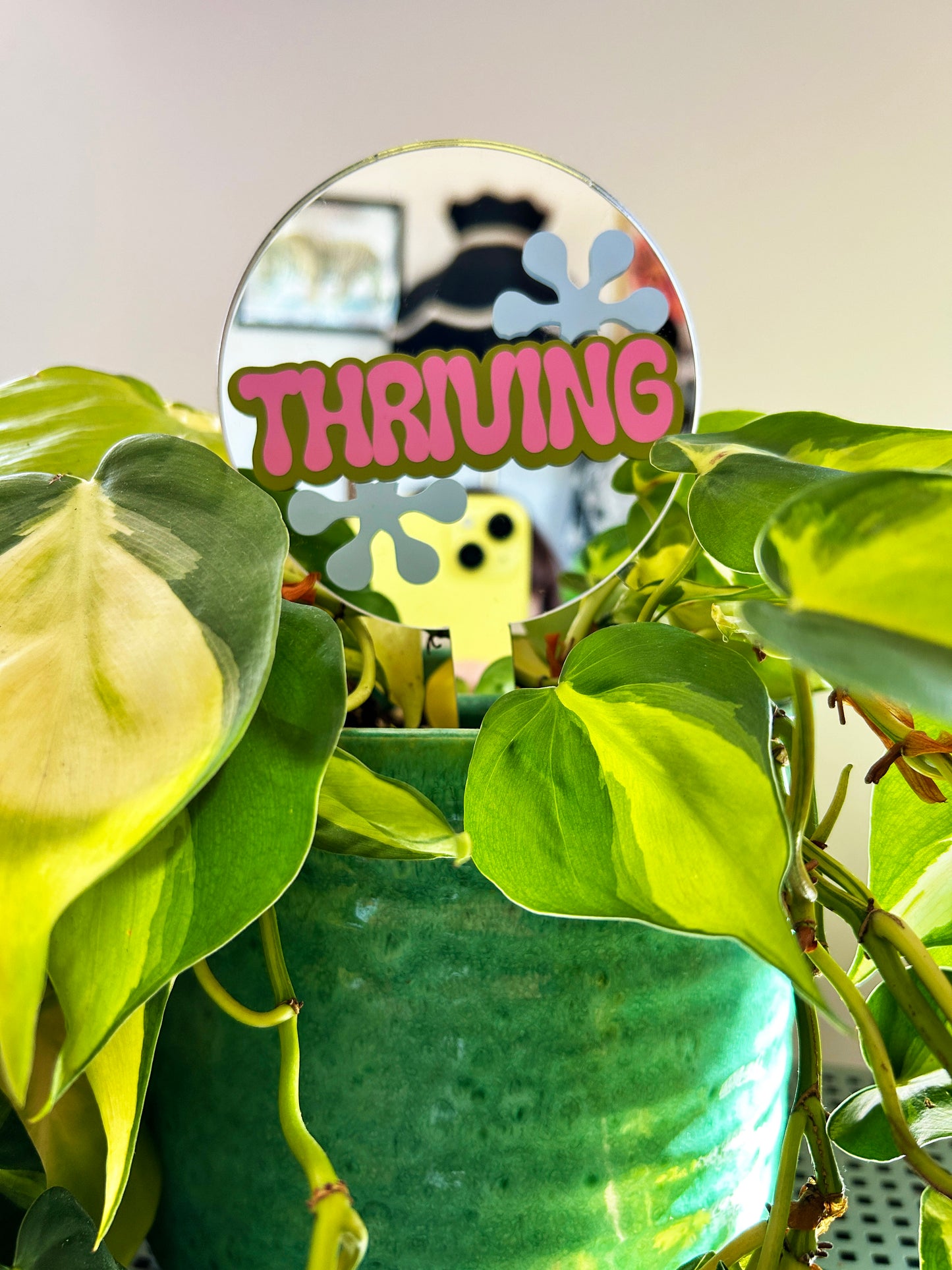 Thriving Mirror Plant Stick