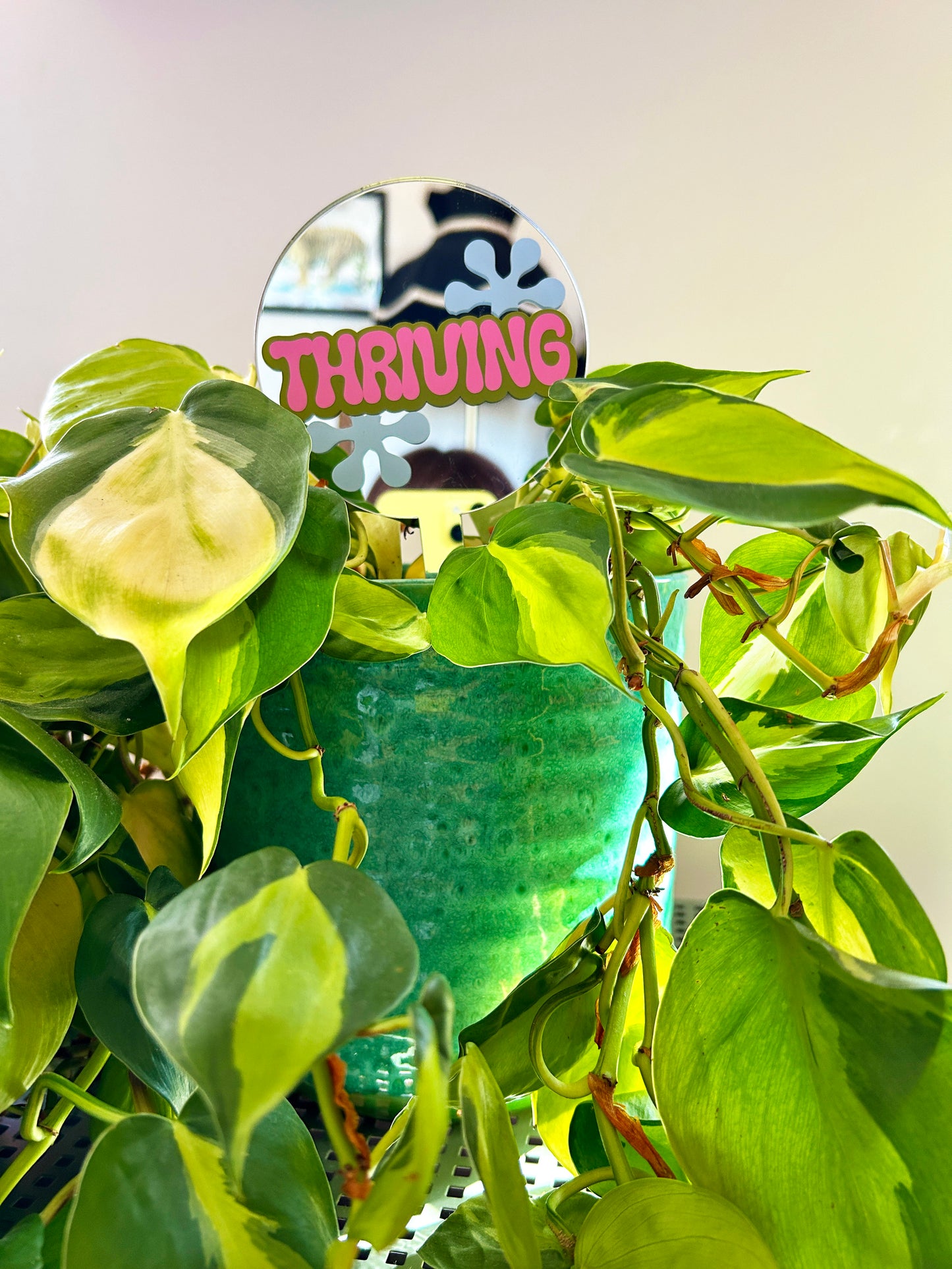Thriving Mirror Plant Stick