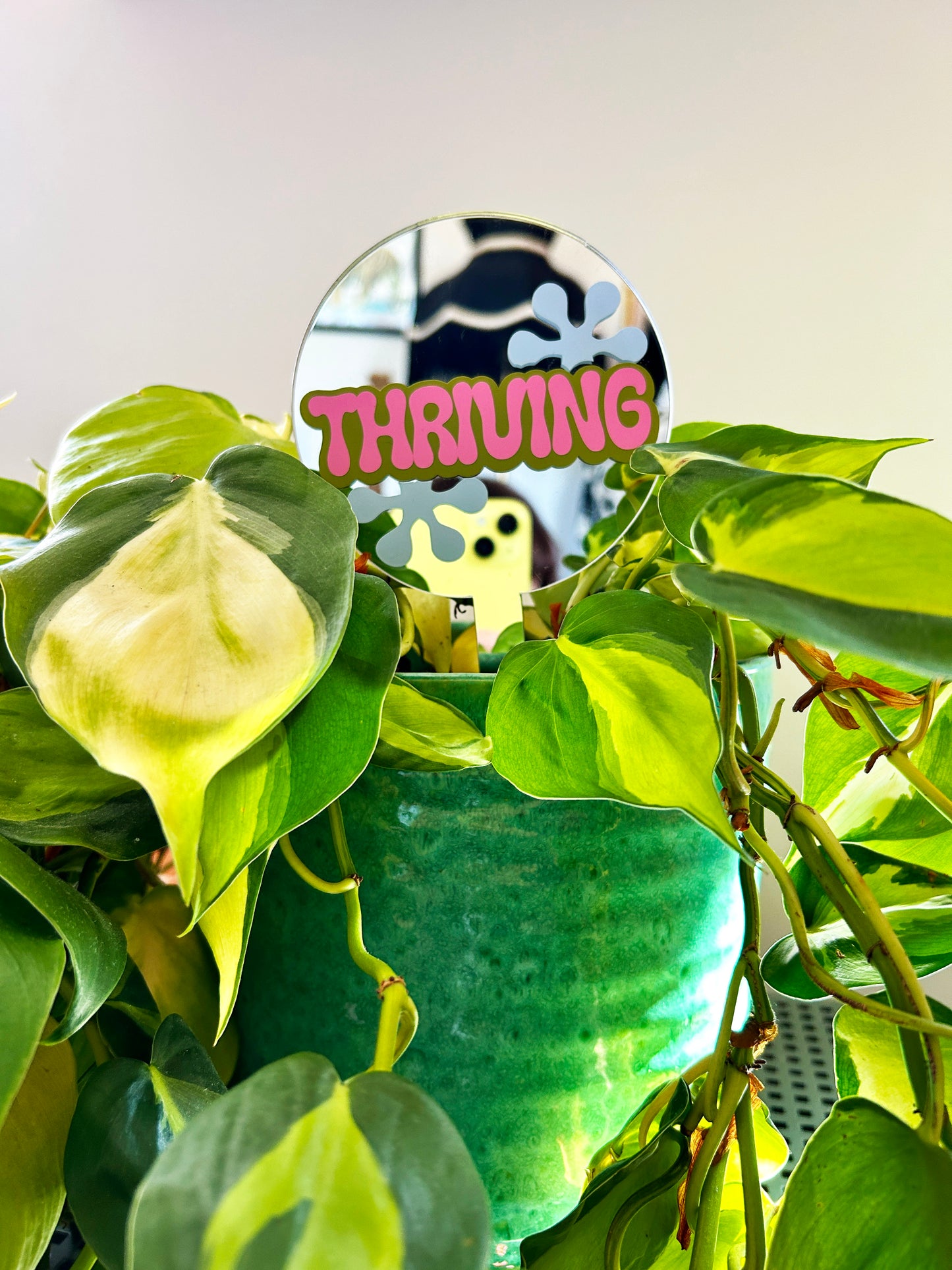 Thriving Mirror Plant Stick
