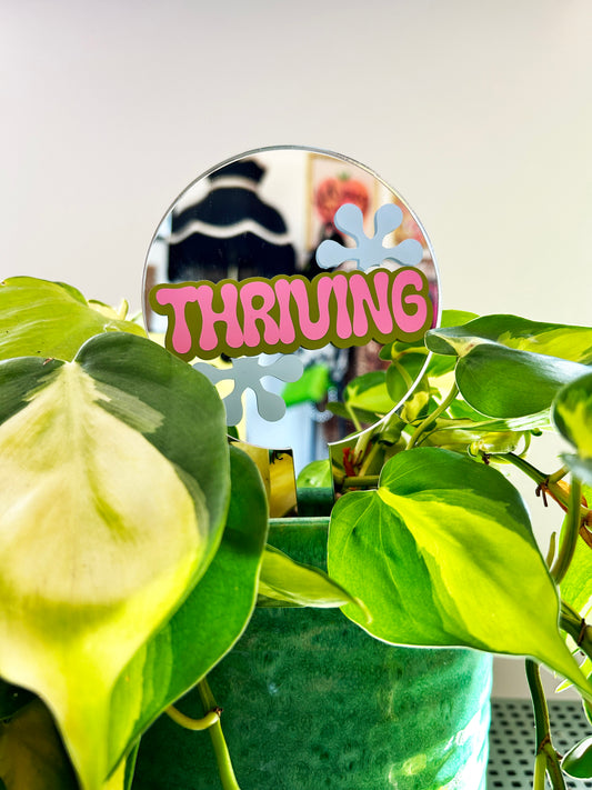 Thriving Mirror Plant Stick