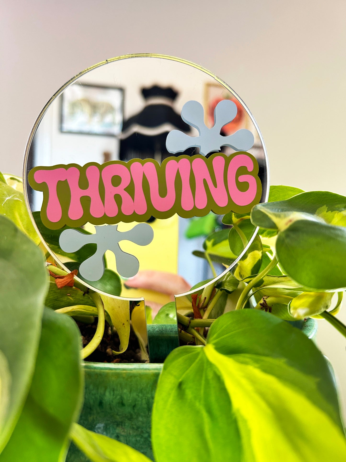 Thriving Mirror Plant Stick